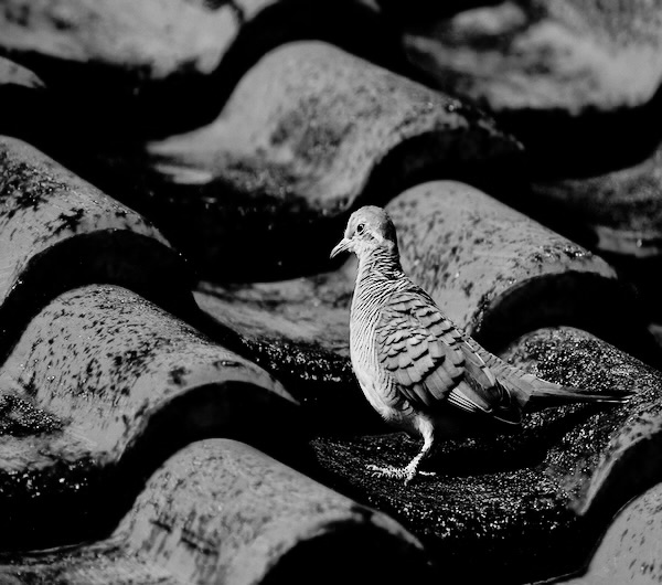 terasa blocului cine repara